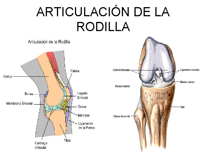 ARTICULACIÓN DE LA RODILLA 