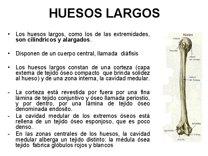 HUESOS LARGOS • Los huesos largos, como los de las extremidades, son cilíndricos y