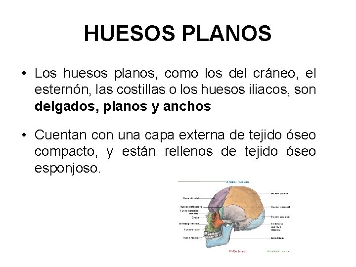 HUESOS PLANOS • Los huesos planos, como los del cráneo, el esternón, las costillas