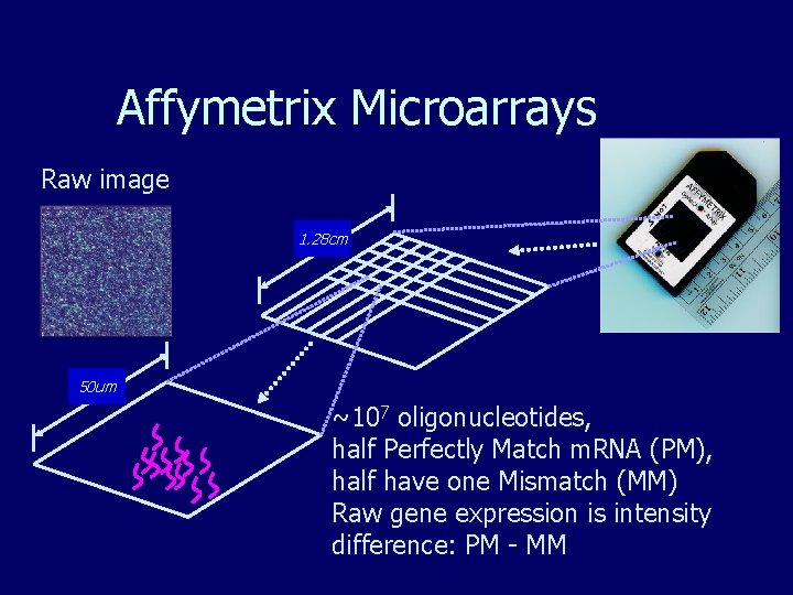 Affymetrix Microarrays Raw image 1. 28 cm 50 um ~107 oligonucleotides, half Perfectly Match Affymetrix Microarrays Raw image 1. 28 cm 50 um ~107 oligonucleotides, half Perfectly Match