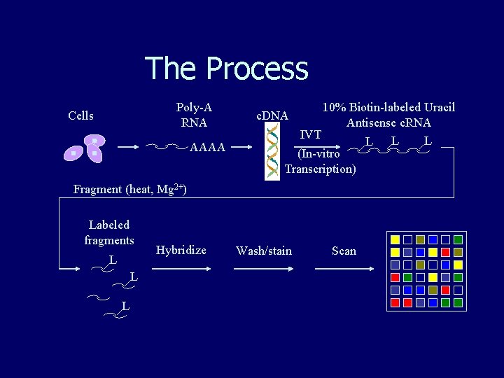 The Process Poly-A RNA Cells AAAA 10% Biotin-labeled Uracil Antisense c. RNA IVT L The Process Poly-A RNA Cells AAAA 10% Biotin-labeled Uracil Antisense c. RNA IVT L