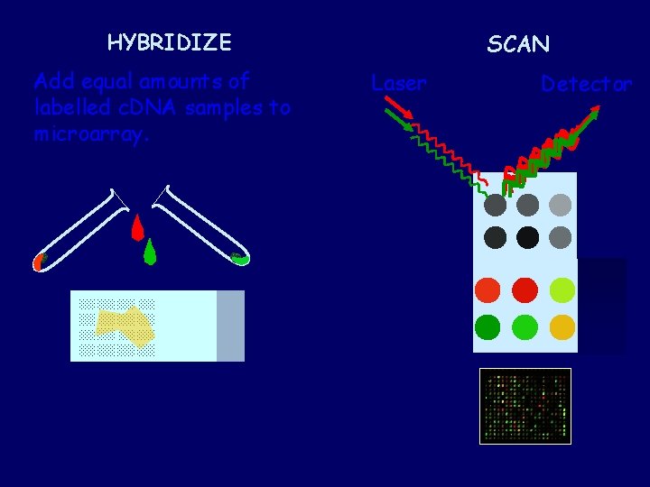 HYBRIDIZE Add equal amounts of labelled c. DNA samples to microarray. SCAN Laser Detector HYBRIDIZE Add equal amounts of labelled c. DNA samples to microarray. SCAN Laser Detector