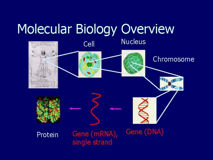 Molecular Biology Overview Cell Nucleus Chromosome Protein Gene (m. RNA), single strand Gene (DNA) Molecular Biology Overview Cell Nucleus Chromosome Protein Gene (m. RNA), single strand Gene (DNA)