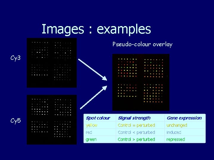 Images : examples Pseudo-colour overlay Cy 3 Cy 5 Spot colour Signal strength Gene Images : examples Pseudo-colour overlay Cy 3 Cy 5 Spot colour Signal strength Gene