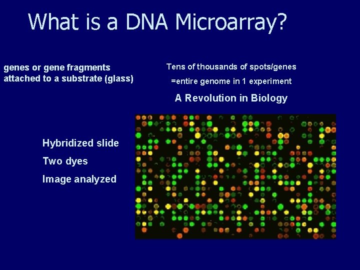What is a DNA Microarray? genes or gene fragments attached to a substrate (glass) What is a DNA Microarray? genes or gene fragments attached to a substrate (glass)
