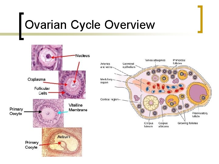 Ovarian Cycle Overview 