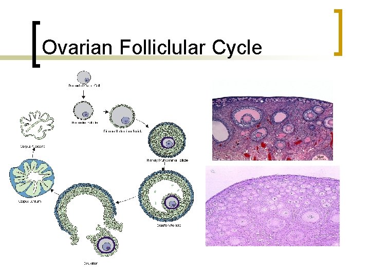 Ovarian Folliclular Cycle 