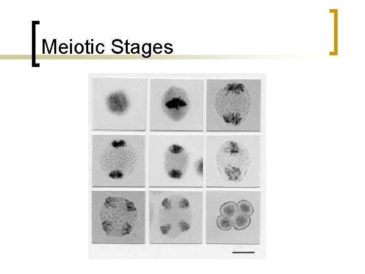 Meiotic Stages 