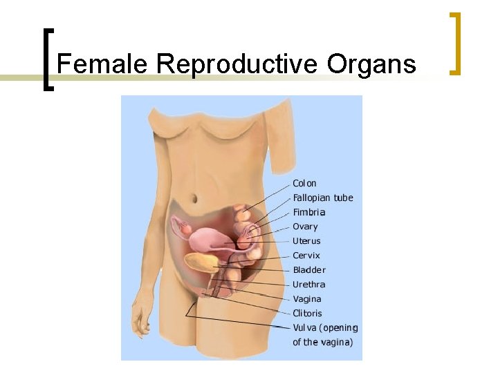 Female Reproductive Organs 