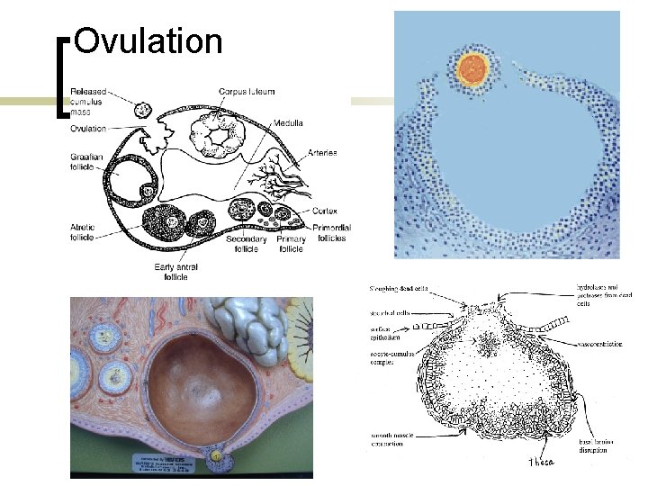 Ovulation 