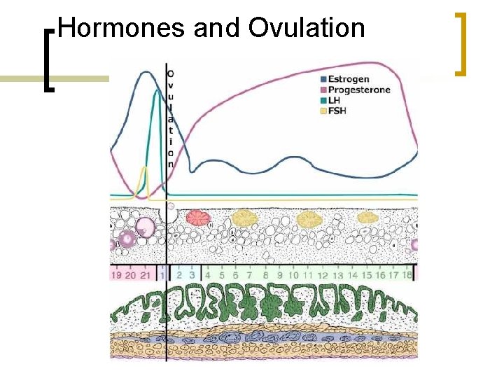 Hormones and Ovulation 