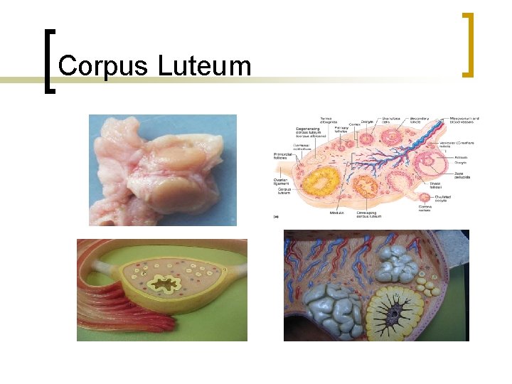 Corpus Luteum 