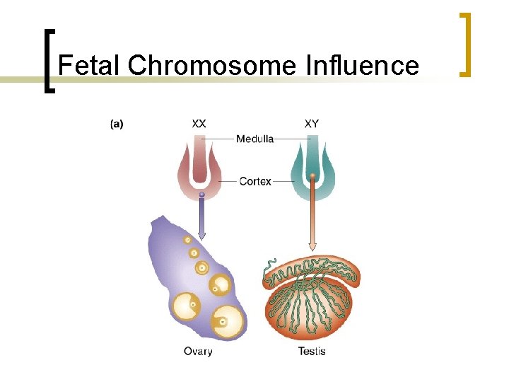 Fetal Chromosome Influence 