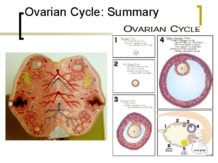 Ovarian Cycle: Summary 