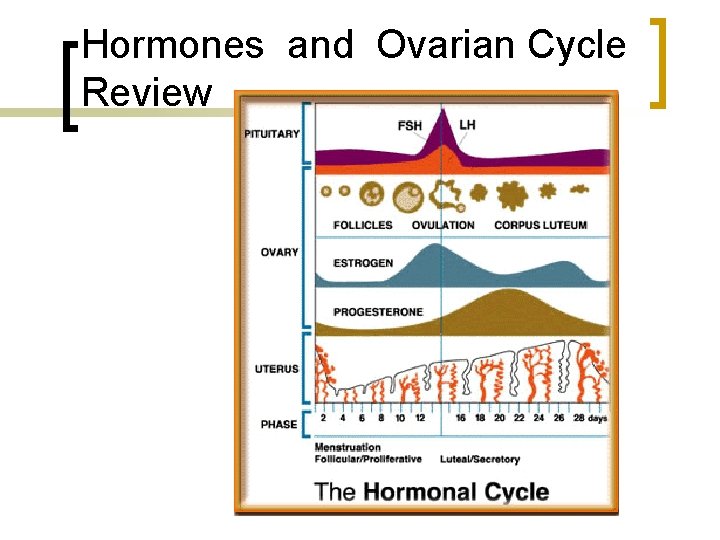 Hormones and Ovarian Cycle Review 