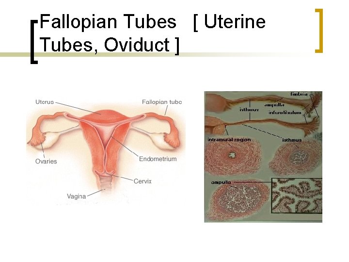 Fallopian Tubes [ Uterine Tubes, Oviduct ] 