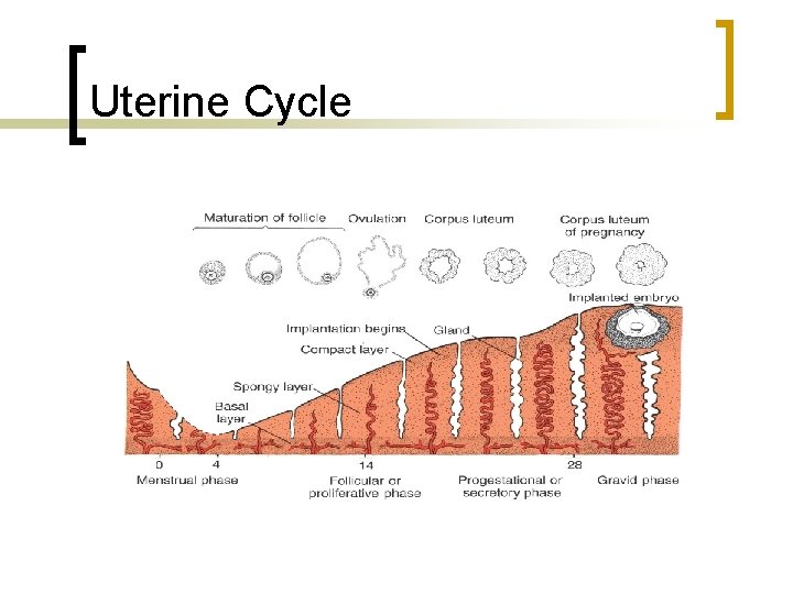 Uterine Cycle 