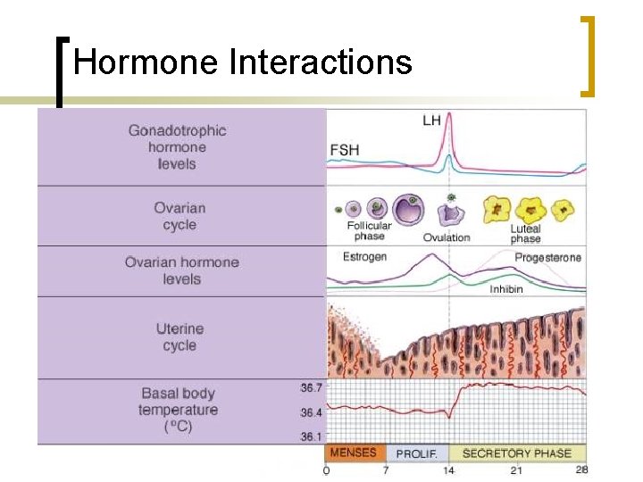 Hormone Interactions 