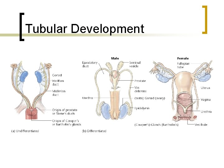 Tubular Development 