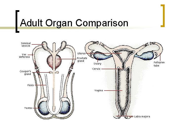 Adult Organ Comparison 