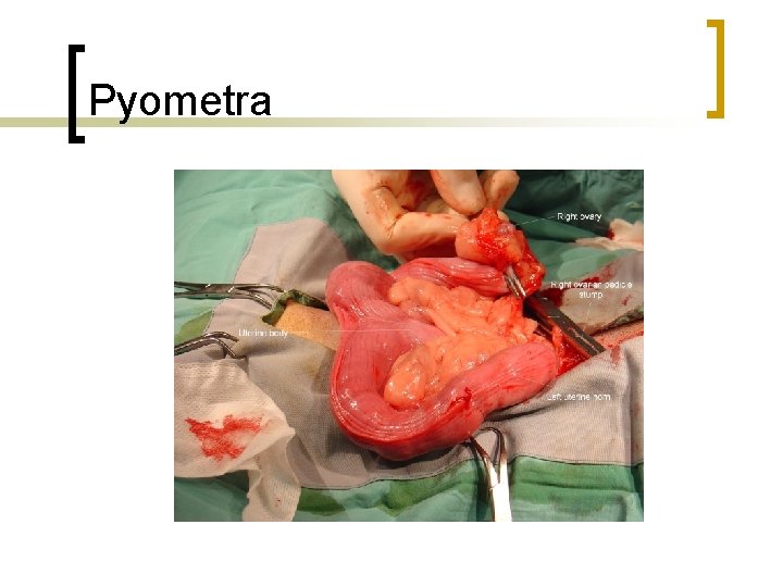 Pyometra 