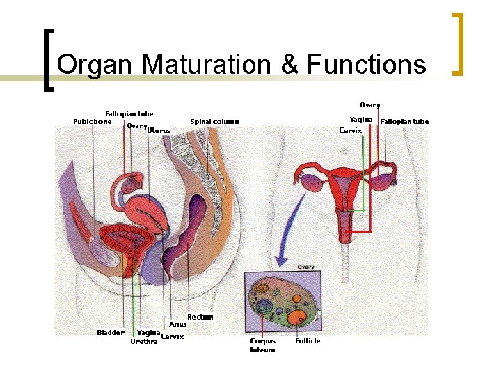 Organ Maturation & Functions 