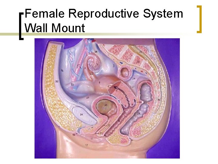 Female Reproductive System Wall Mount 