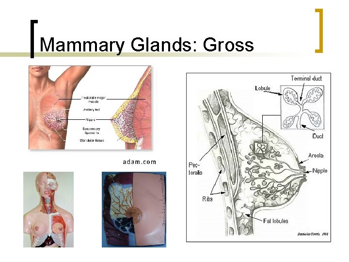 Mammary Glands: Gross 