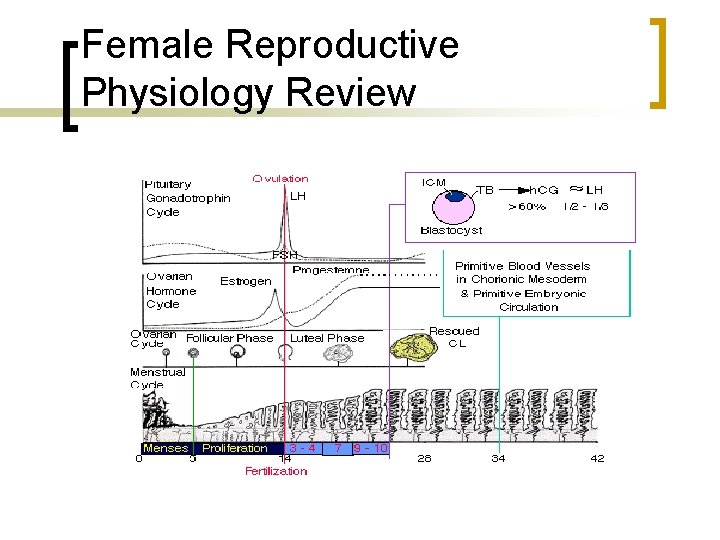 Female Reproductive Physiology Review 