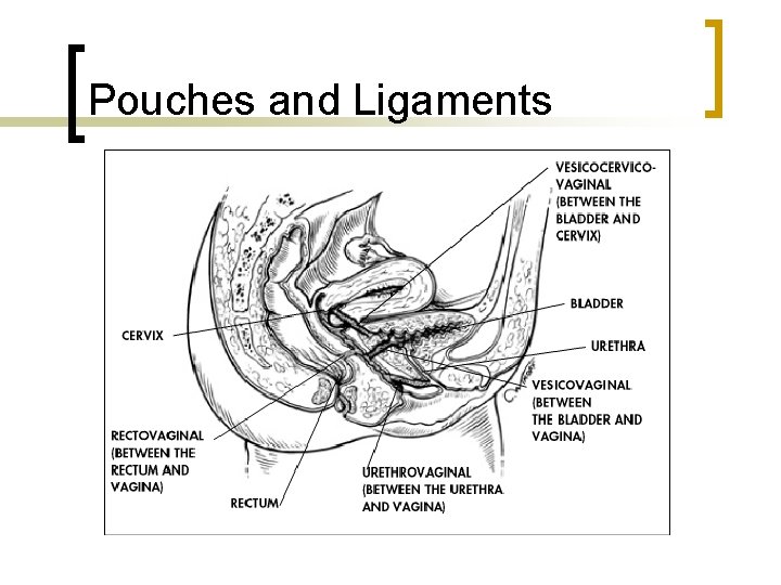 Pouches and Ligaments 