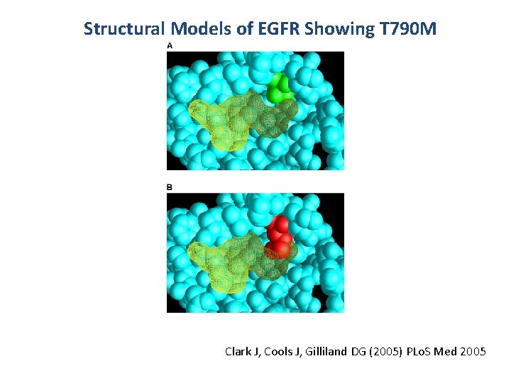Structural Models of EGFR Showing T 790 M Clark J, Cools J, Gilliland DG