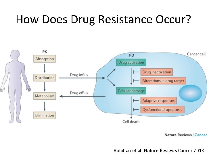 How Does Drug Resistance Occur? Holohan et al, Nature Reviews Cancer 2013 