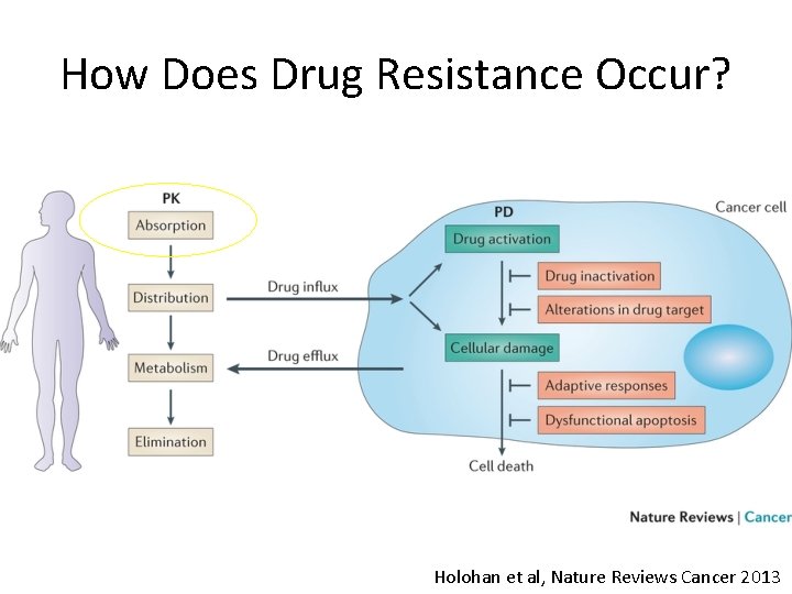 How Does Drug Resistance Occur? Holohan et al, Nature Reviews Cancer 2013 