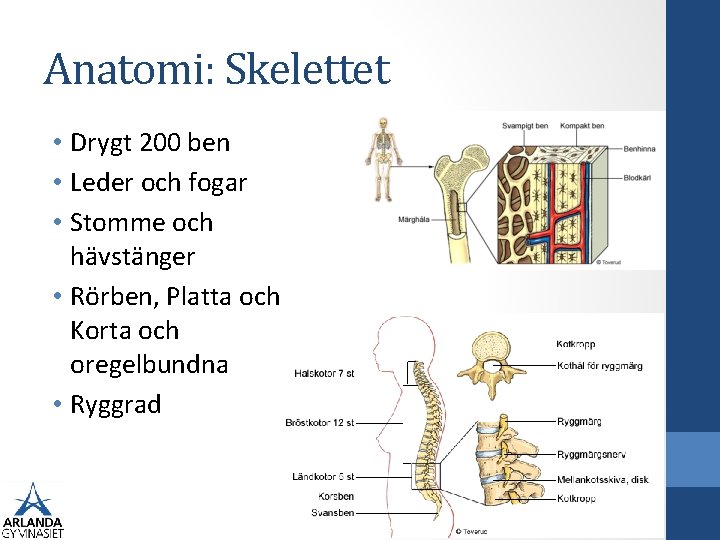 Anatomi: Skelettet • Drygt 200 ben • Leder och fogar • Stomme och hävstänger