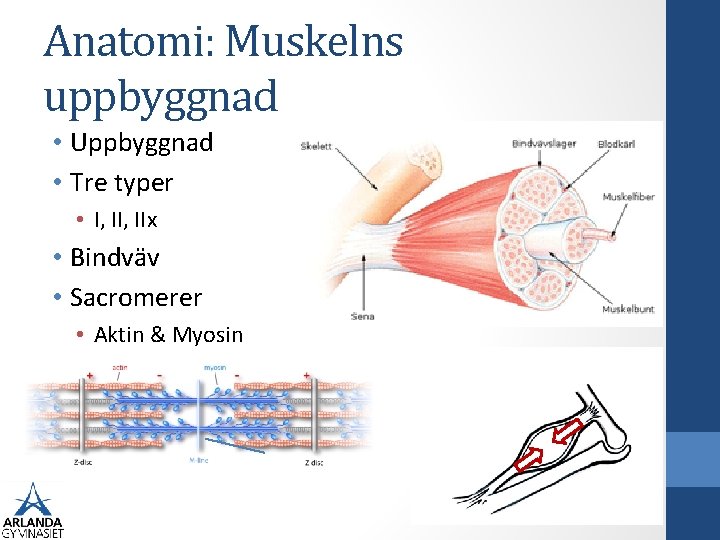 Anatomi: Muskelns uppbyggnad • Uppbyggnad • Tre typer • I, IIx • Bindväv •