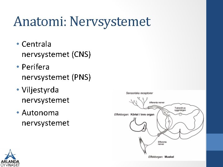 Anatomi: Nervsystemet • Centrala nervsystemet (CNS) • Perifera nervsystemet (PNS) • Viljestyrda nervsystemet •