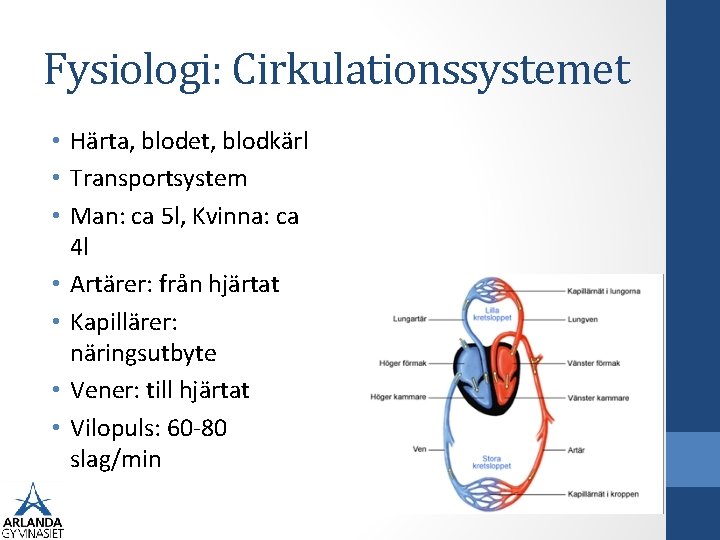 Fysiologi: Cirkulationssystemet • Härta, blodet, blodkärl • Transportsystem • Man: ca 5 l, Kvinna: