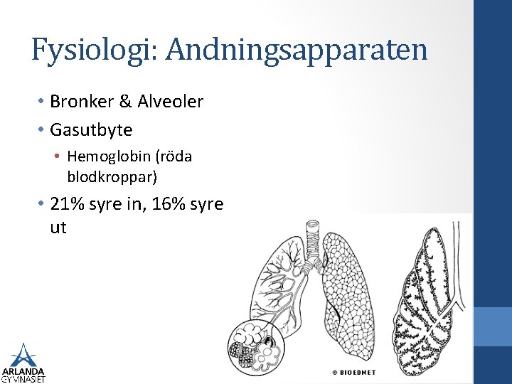 Fysiologi: Andningsapparaten • Bronker & Alveoler • Gasutbyte • Hemoglobin (röda blodkroppar) • 21%