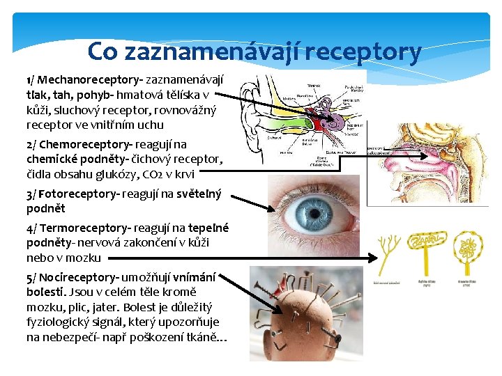 Co zaznamenávají receptory 1/ Mechanoreceptory- zaznamenávají tlak, tah, pohyb- hmatová tělíska v kůži, sluchový