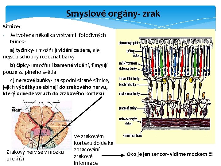 Smyslové orgány- zrak Sítnice: - Je tvořena několika vrstvami fotočivných buněk: a) tyčinky- umožňují