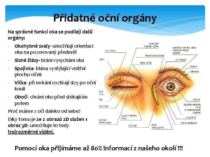 Přidatné oční orgány Na správné funkci oka se podílejí další orgány: - Okohybné svaly-