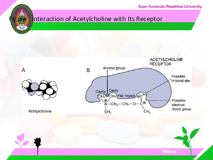 Figure : Interaction of Acetylcholine with Its Receptor Goldstein, Aronow, Sumner, 1974. Menu Figure : Interaction of Acetylcholine with Its Receptor Goldstein, Aronow, Sumner, 1974. Menu