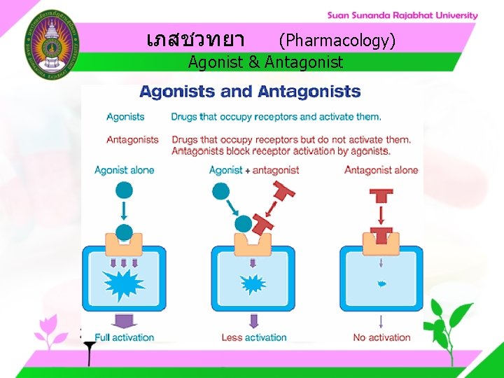 เภสชวทยา (Pharmacology) Agonist & Antagonist เภสชวทยา (Pharmacology) Agonist & Antagonist