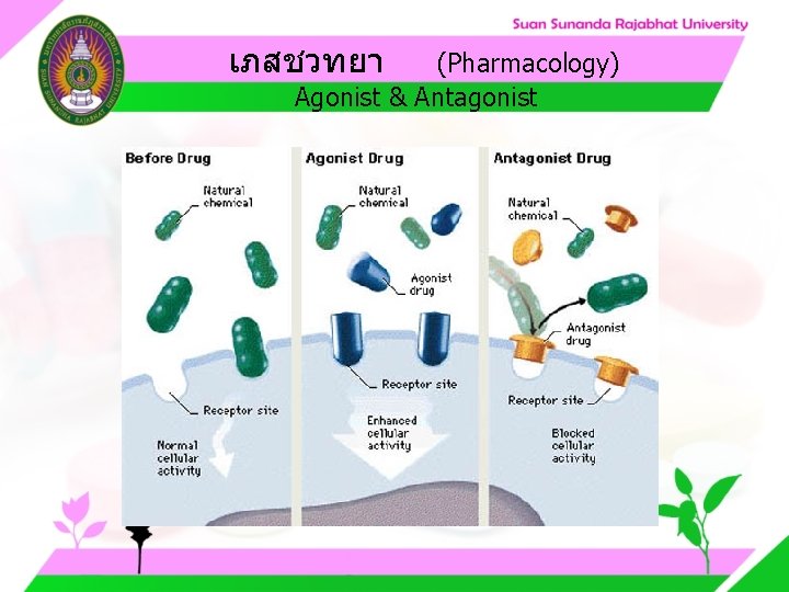 เภสชวทยา (Pharmacology) Agonist & Antagonist เภสชวทยา (Pharmacology) Agonist & Antagonist