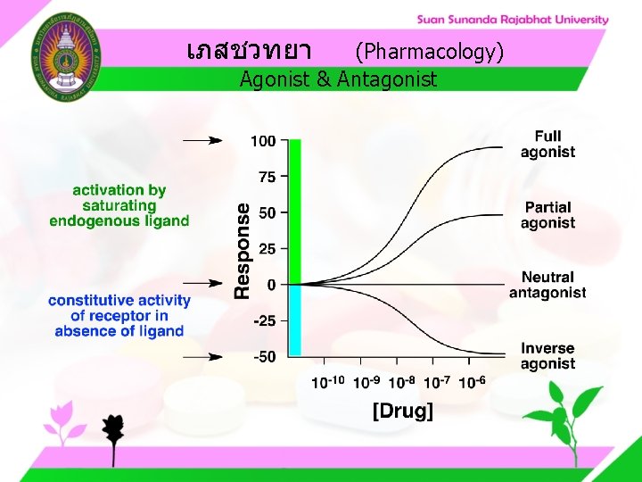เภสชวทยา (Pharmacology) Agonist & Antagonist เภสชวทยา (Pharmacology) Agonist & Antagonist