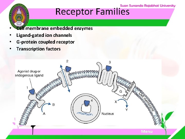 Receptor Families • • Cell membrane embedded enzymes Ligand-gated ion channels G-protein coupled receptor Receptor Families • • Cell membrane embedded enzymes Ligand-gated ion channels G-protein coupled receptor