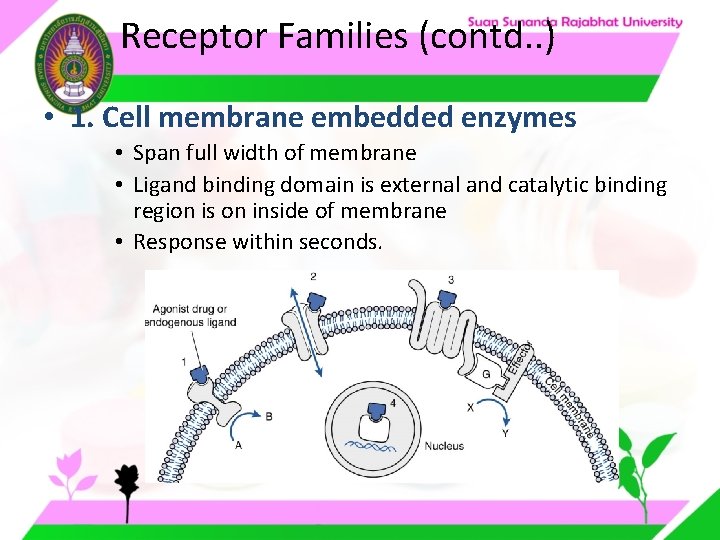 Receptor Families (contd. . ) • 1. Cell membrane embedded enzymes • Span full Receptor Families (contd. . ) • 1. Cell membrane embedded enzymes • Span full