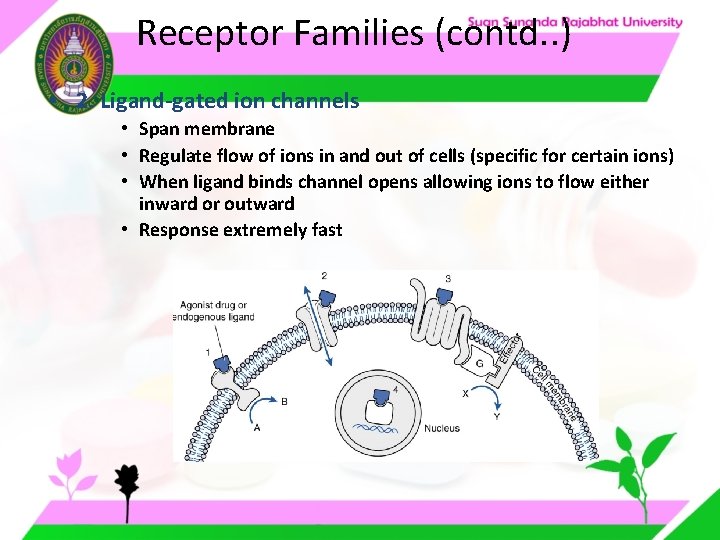 Receptor Families (contd. . ) • 2. Ligand-gated ion channels • Span membrane • Receptor Families (contd. . ) • 2. Ligand-gated ion channels • Span membrane •