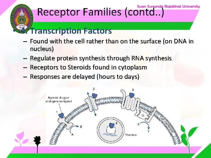 Receptor Families (contd. . ) • 4. Transcription Factors – Found with the cell Receptor Families (contd. . ) • 4. Transcription Factors – Found with the cell