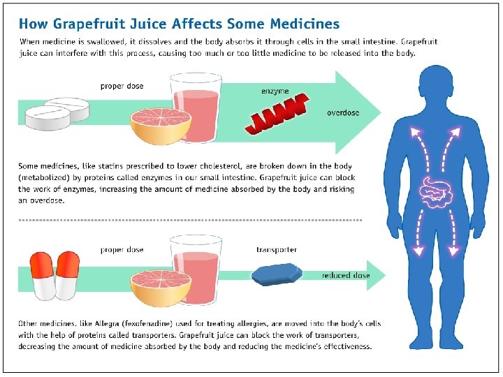 Drug-Food Interactions Inhibits drug metabolism – Grapefruit juice effect Drug-Food Interactions Inhibits drug metabolism – Grapefruit juice effect